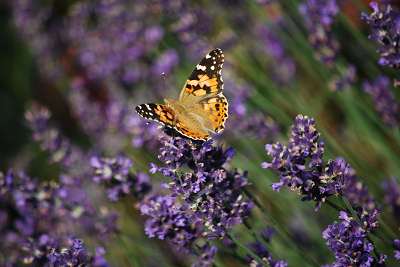 schmetterling_am_lavendel_15.7.2009_002.jpg
