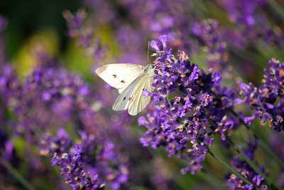 schmetterling_am_lavendel_15.7.2009_005.jpg