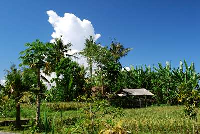 bali_2009_067.jpg