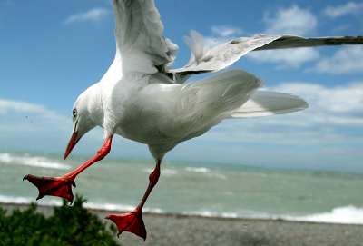 3_neuseeland_2008_261.jpg