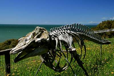 3_neuseeland_2008_379.jpg